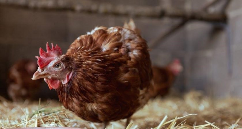 the little red hen book pdf