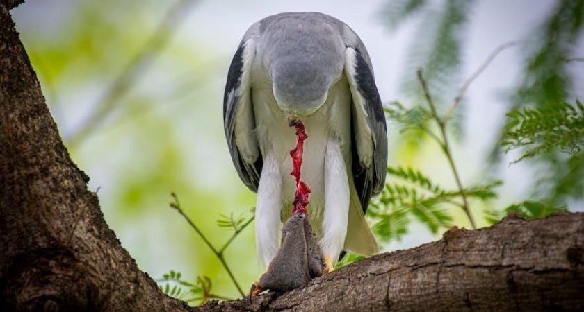 to kill a moking bird pdf