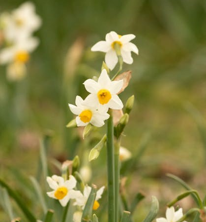 amazon kindle paperwhite user guide