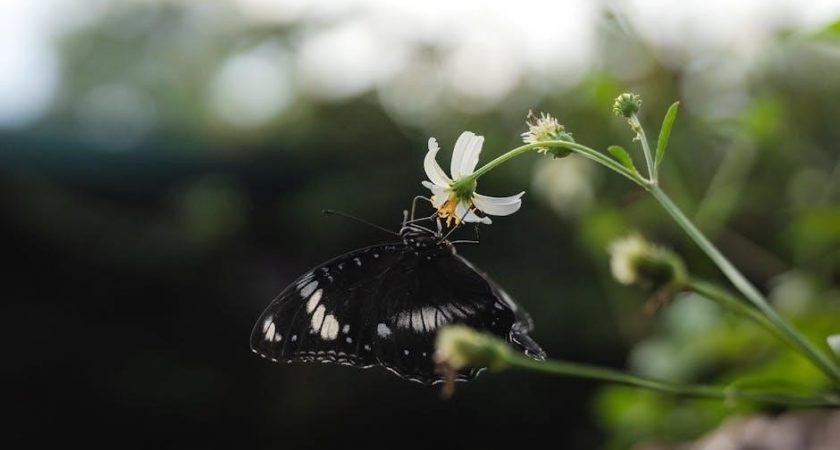 common core standards practice 5th pdf