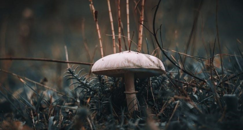 affliction warlock leveling guide