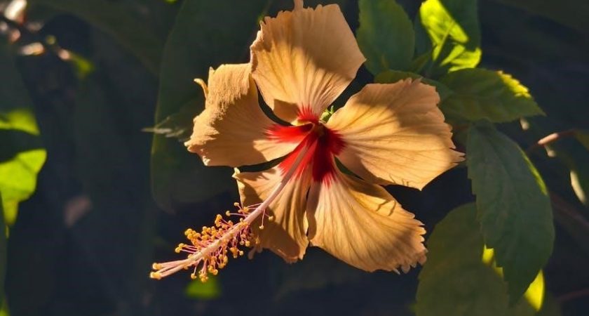 purple hibiscus book pdf