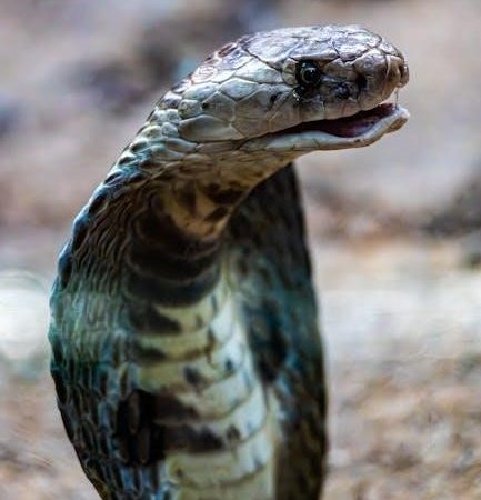 cobra microtalk manual