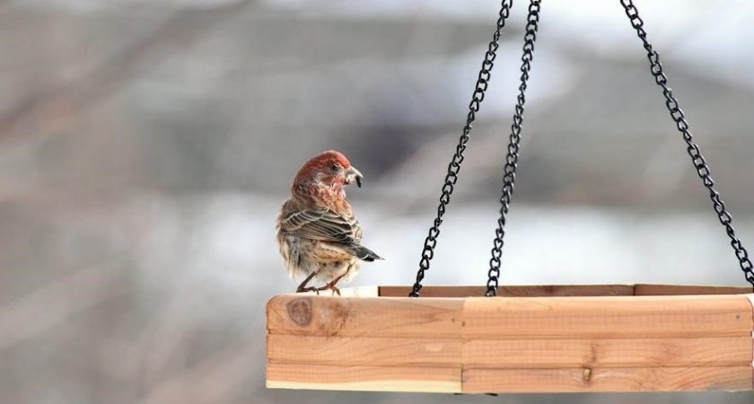smart ai recognition bird feeder manual