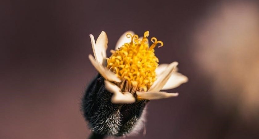 pit boss manual pdf free download