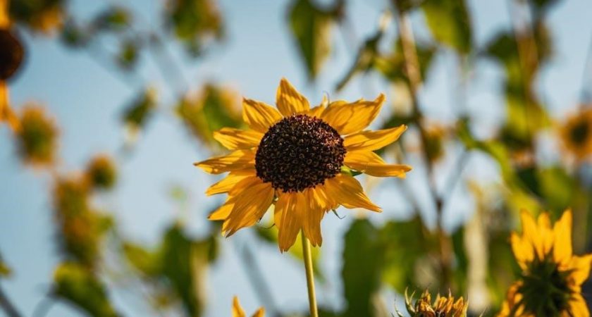 5 day drop diet plan pdf free download