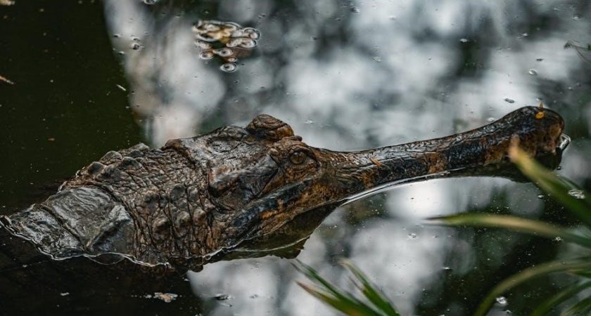 beyond bilal pdf free download