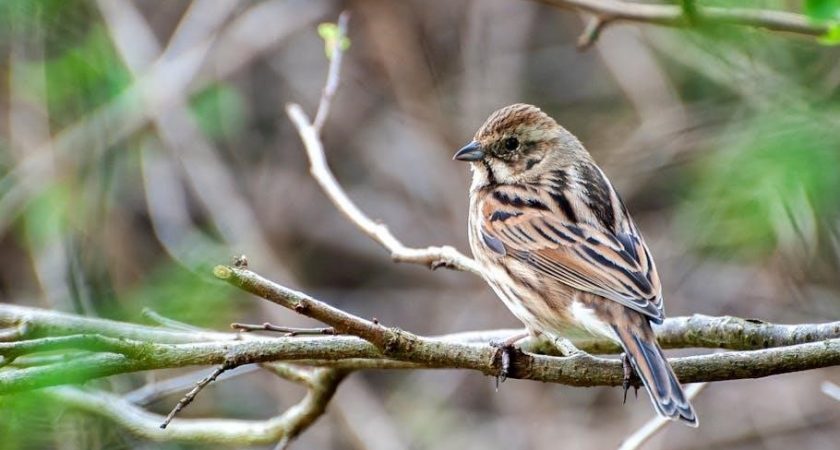 birds mexico field guide