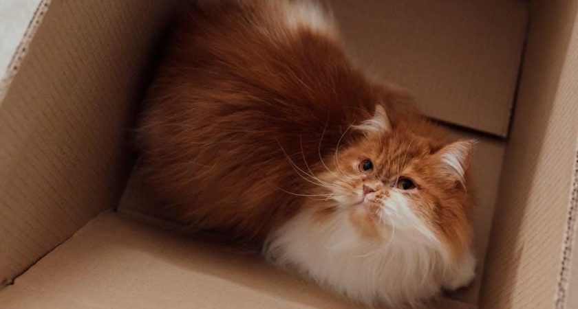 els pet litter box manual